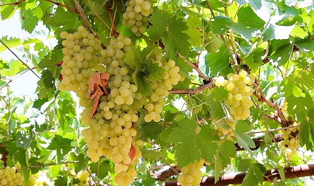 Antalya Büyükşehir’den üzüm sıkma makinesi desteği