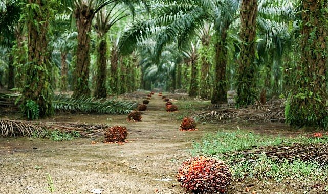 Az Alanda Çok Üretim: Sürdürülebilir Palm Yağıyla Çevreci ve Verimli Çözüm