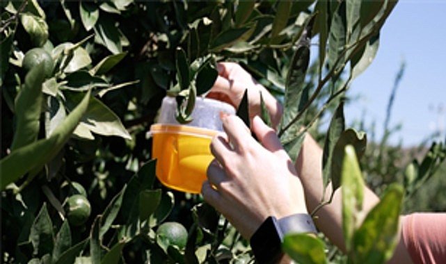 Büyükşehir’den üreticiye Akdeniz meyve sineği ile mücadele desteği