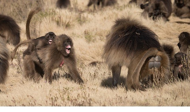 ‘Maymun Savaşları’, 28 Eylül Pazar 20.00’de National Geographic WILD Ekranlarında!