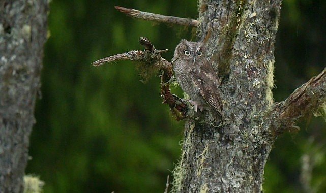 Alaska’nın Kahramanlarını Keşfedin: Minik Kahramanlar Özel, 4 Ekim Cumartesi 20:00’da National Geographic WILD’de!
