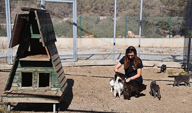 Büyükşehir Patili Dostlarını Sahipsiz Bırakmıyor: Şehrin Sorumlu Kuralları ve Toplumsal Duyarlılık