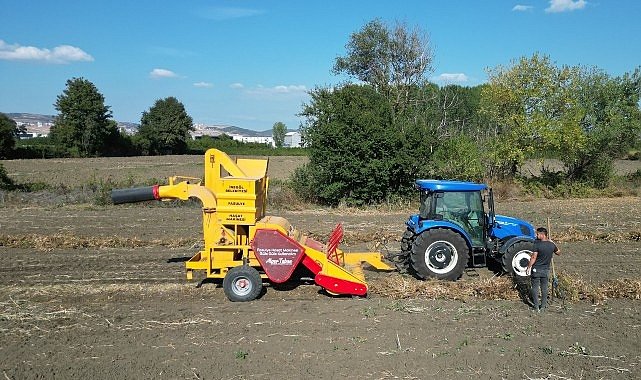 İnegöl’ün Cerrah Kuru Fasulyesinde Hasat Zamanı: Verimli Üretim İçin Stratejik Zamanlama ve Pazar Odaklı Yaklaşım