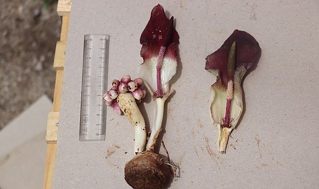 “Karaman yılanpancarı” bilim dünyasına tanıtıldı