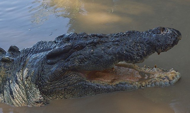 Timsah: Avustralya’nın Hayatta Kalanı — Pazar 20.00’da National Geographic WILD Ekranlarında, 5 Ekim