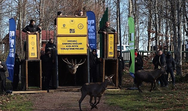 8 kızıl geyik daha Kuzuyayla’da doğaya salındı