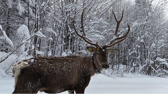 Kuzuyayla’nın müdavimi kızıl geyikler