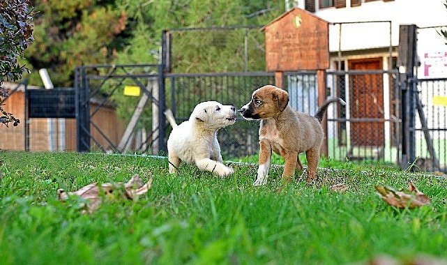 Osmangazi Belediyesi Can Dostların Umudu Oluyor