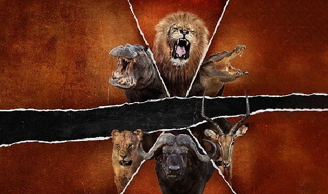 ‘Ölümcül Safari: Büyük Kedilerin Savaşı’,   15 Şubat Pazar Saat 20.00’de   National Geographic WILD Ekranlarında!