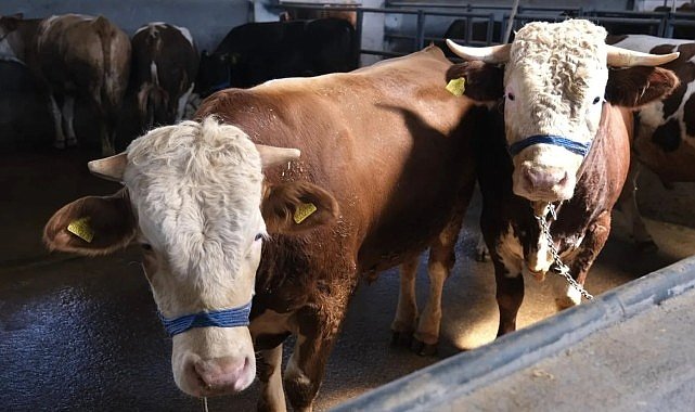 İnegöl Belediyesi Hayvan Pazarının Kotra İhale Tarihi Belli Oldu