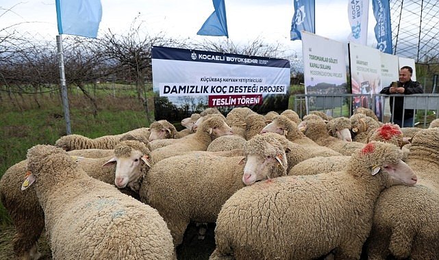 Büyükşehir’den hayvancılığa damızlık koç desteği