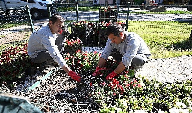 Kemer yaz sezonuna hazırlanıyor: İlçe petunyalarla süsleniyor