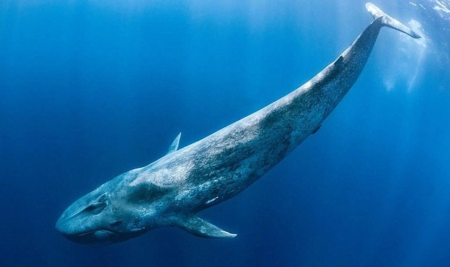 ‘Derin Deniz Devleri’,   28 Haziran Pazar Saat 20.00’de  National Geographic WILD Ekranlarında!