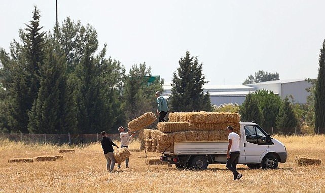 Buca Belediyesi’nden hayvancılığa can suyu