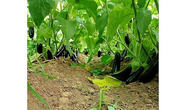 Büyükşehir’in sera desteği üretime güç kattı