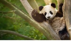 İzleyicileri Eğlenceli Bir Yolculuğa Çıkaracak  ‘Panda Akademisi’,   2 Ağustos Pazar Saat 20.00’de  National Geographic WILD Ekranlarında Başlıyor!